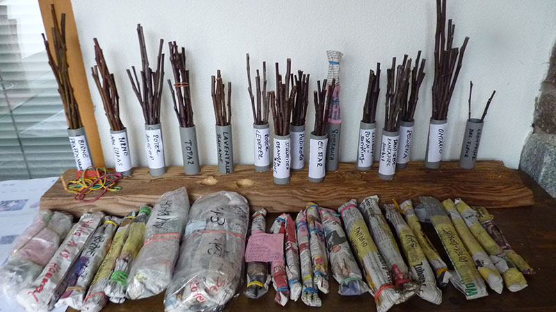 Veredelung von Obstbäumen